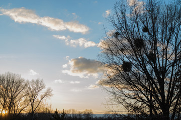 Trees in the rays of sunset.