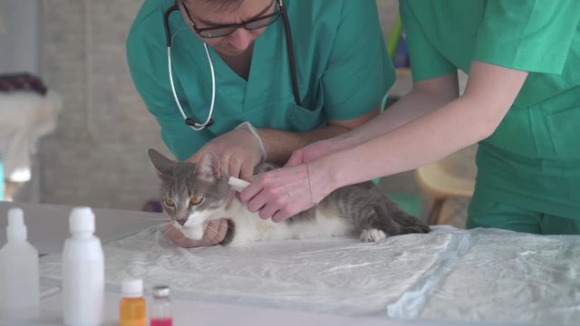 male and female veterinarians,bandage the paw of the cat