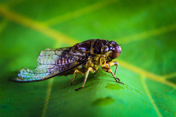 Cicada insects Thailand