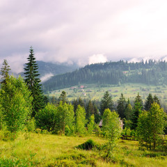 Mountains, coniferous trees and clouds in the evening sky.