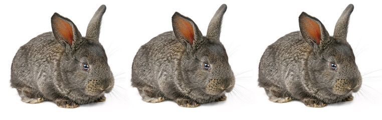 Little domestic rabbits isolated on white background. Collage. Wide photo.