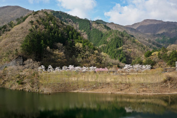 深城ダムと桜