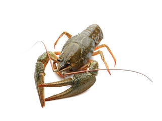 Crayfish on a white background 