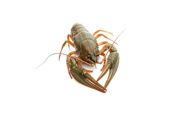 Crayfish on a white background 