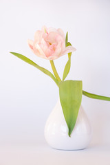 Rosafarbene Tulpe