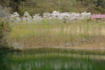 深城ダムと桜
