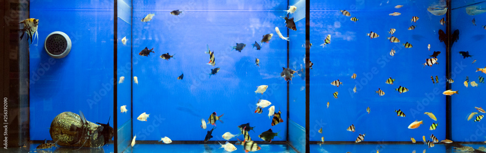 Wall mural large aquarium, divided into three parts. tropical fish - barbat sumatransky, scalar and tetra