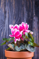 cyclamen is blossom