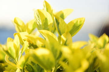 flower leaves