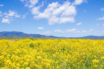 菜の花と青空　canola flower＆ blue sky　嘉瀬川　佐賀県