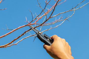 gardener pruning trees with pruning shears on nature background.