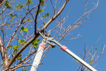 gardener pruning trees with pruning shears on nature background.