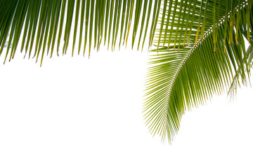 Palm leaf, coconut leaf on white background. Copy space.