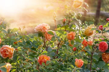 Poster Bloeiende gele roos in de tuin op een zonnige dag. © Olga Ionina