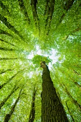 Low Angle Shot von Green Forest, Eichen und Linden von unten © AVTG