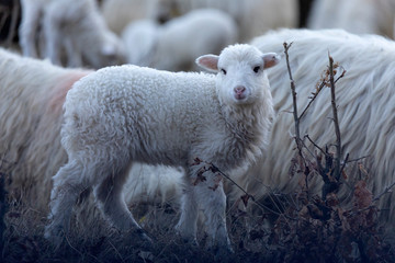 Obraz premium Sheep and lambs on pasture