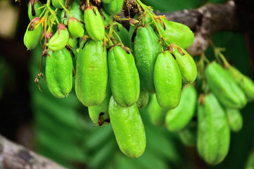 averrhoa bilimbi fruit fresh in the tree