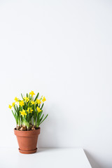Fototapeta na wymiar Fresh natural yellow daffodils in ceramic pot on white table near empty wall