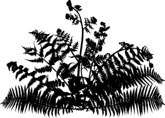 fern bush silhouette on white © Alexander Potapov