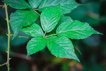 Natural green plants landscape, Closeup. Green leaves pattern background, Natural background and wallpaper