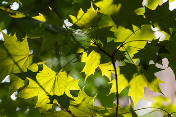 Sunlight on maple leaves.