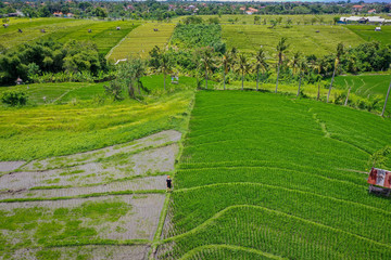 Rice terraced fields, aerial view, Canggu Bali, Indonesia