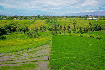 Fototapeta na wymiar Rice terraced fields, aerial view, Canggu Bali, Indonesia