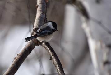 Jolie petit mésange dans la nature