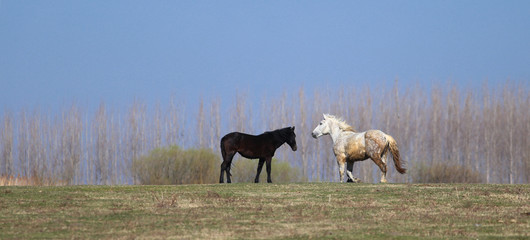 Two horses black and white on spring pasture