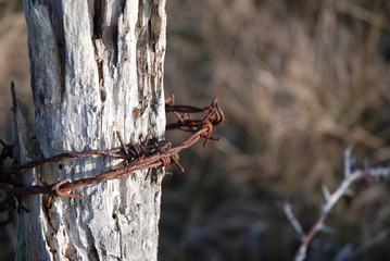 Fil barbelé rouillé sur piquet © YANN J