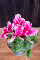 cyclamen is blossom