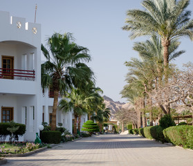 Fototapeta na wymiar alley with palm trees with bushes with green leaves and flowers in Egypt Dahab South Sinai
