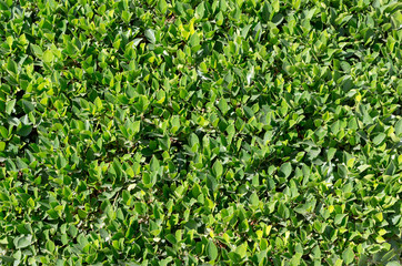 pattern of green fresh leaf plants