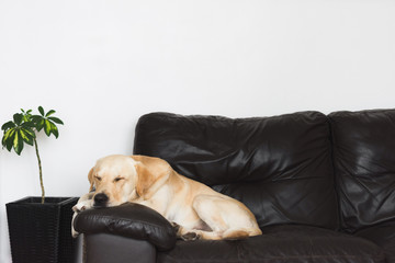 young golden labrador retriever resting on a couch - 256395453
