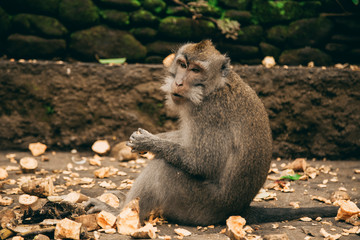 monkey in the zoo park