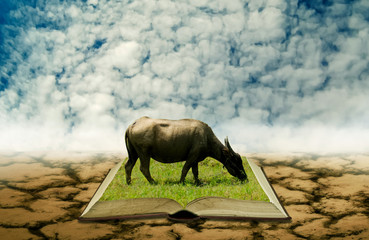 Buffalo on open book at dry land, Agriculture knowledge concept