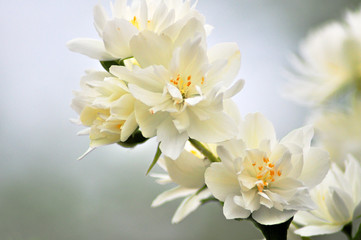 Obraz na płótnie Canvas Jasmine flowers on white background