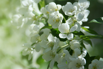 Fresh apple flowers bloom on an apple tree in spring.