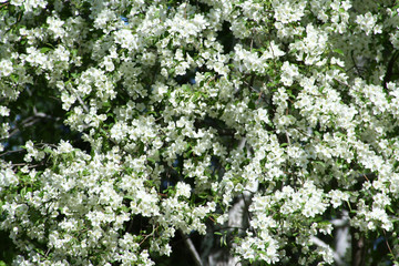 Fresh apple flowers bloom on an apple tree in spring.