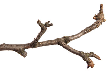 dry cracked pear tree branch. isolated on white background