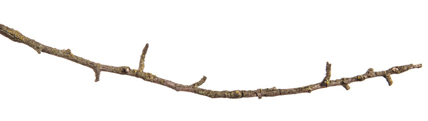 dry cracked pear tree branch. isolated on white background