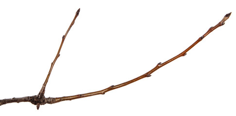 dry cracked pear tree branch. isolated on white background