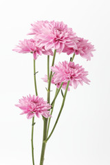Pink Chrysanthemum isolated on white background
