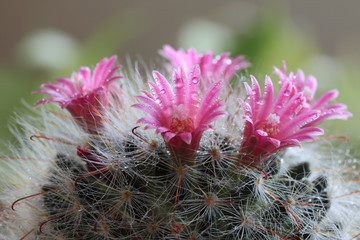 Beautiful Pink Cactus Flower with water drop close up