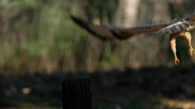 alert hawk sitting on a wooden pole look around and fly away in slow motion