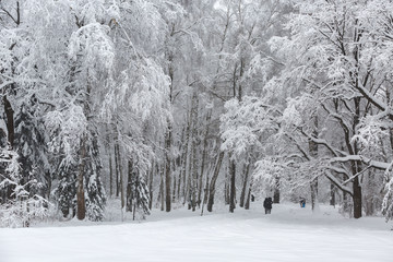 Tall trees with white snow on the branches in the Park after a big snowfall. People walk in the snow-covered Park in winter