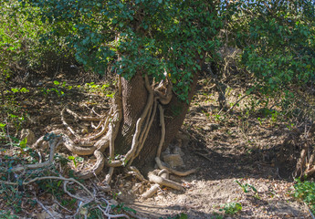 tree wrapped in a liana