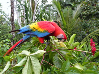 bunte Papageien am Amazonas