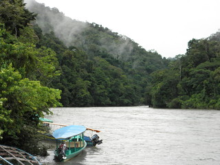 im Amazonasdschungel