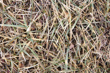 The first spring grass after snow melt